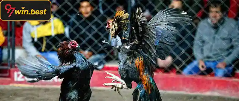 Hướng dẫn sử dụng app đá gà 97win